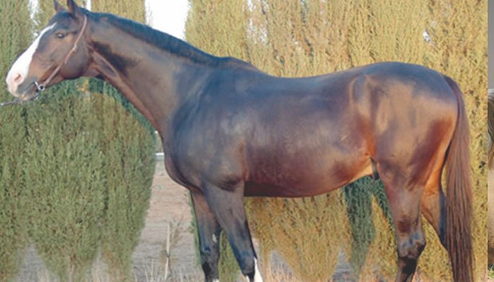 caballos arabe
