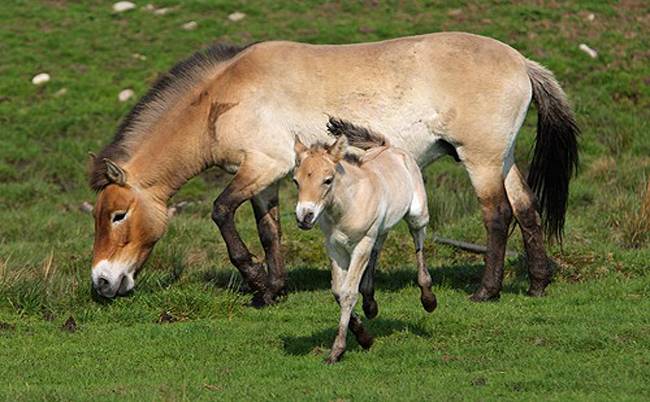 caballos mongolia