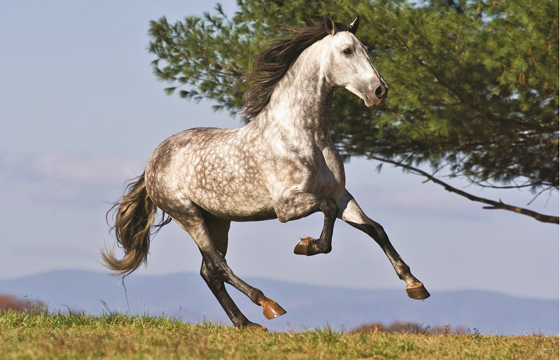 caballo iberico