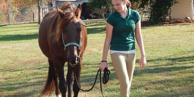 imagen de caballo