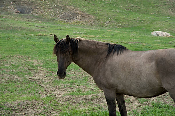 caballo mirando fijamente