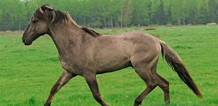 caballo de raza