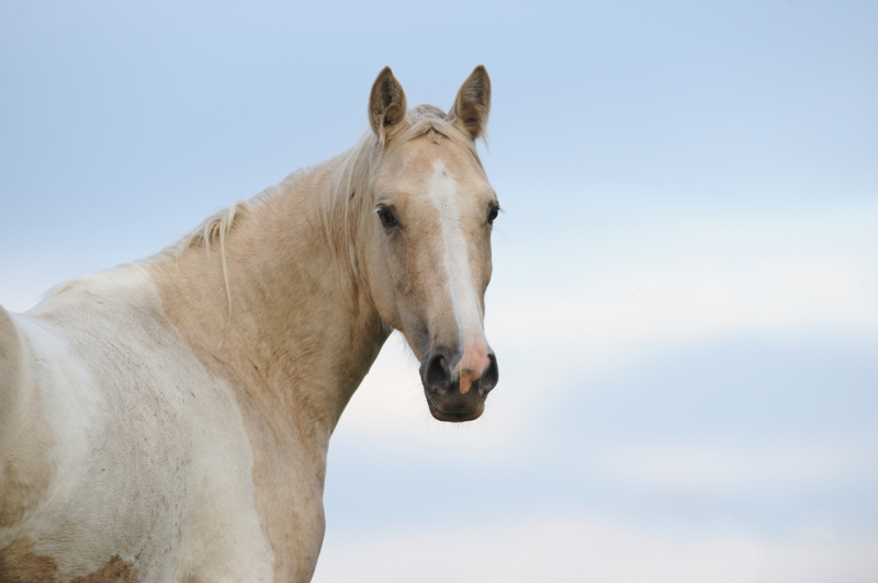 CABALLO TENNESSEE WALKING