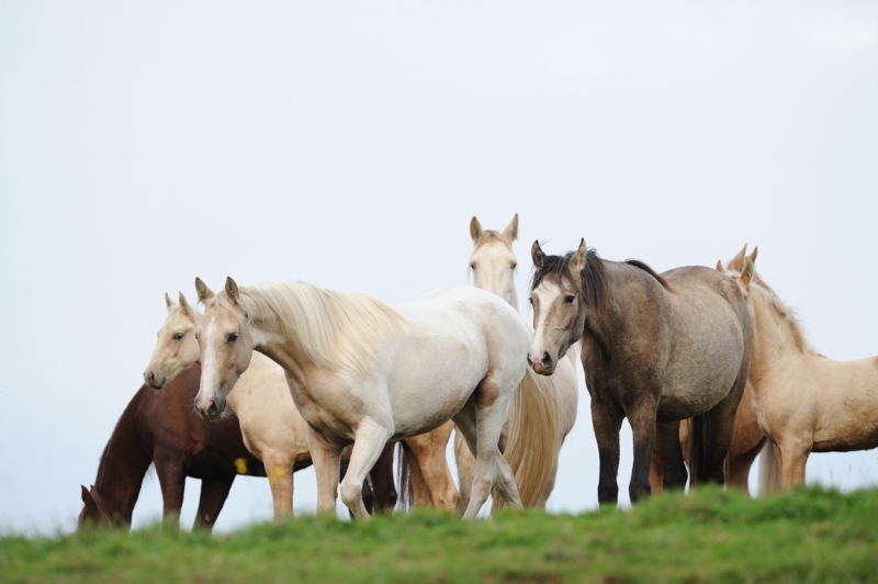 manada de caballos