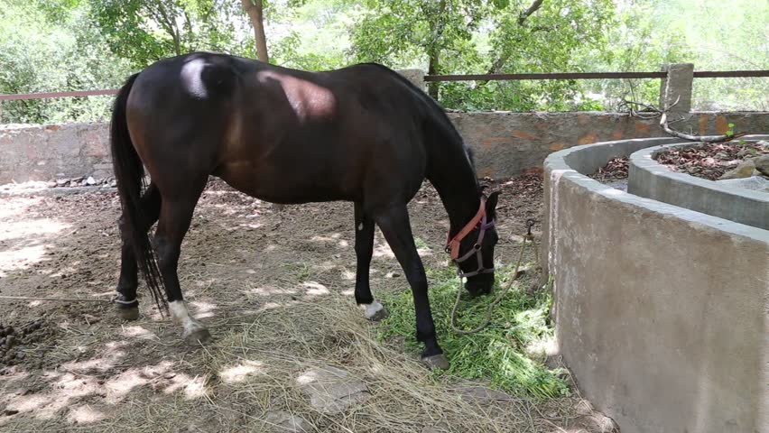 Caballo Marwari