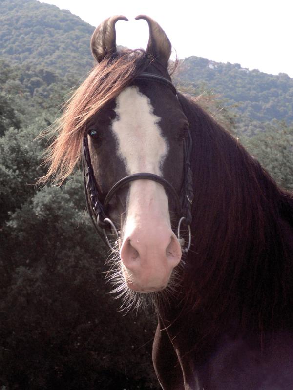 Marwari caballo de raza