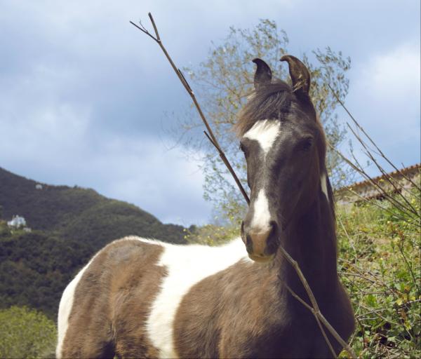 Sus orejas una clave en la comunicación