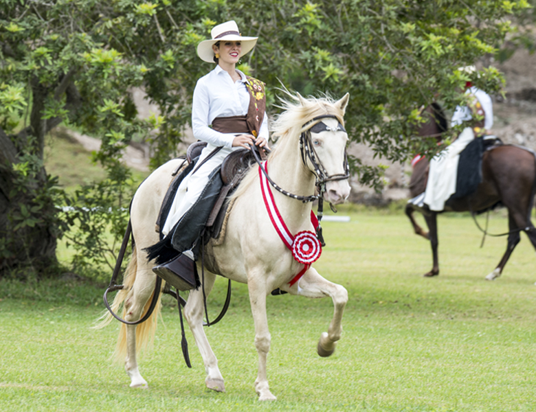 Caballo De Paso ヽ(^o^)丿Peruano, Características, Precio, Origen 2020