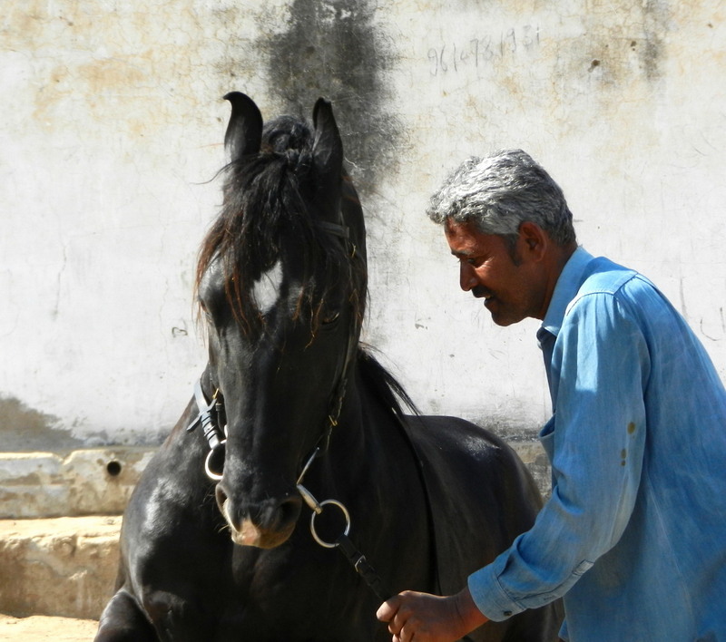 Caballo Marwari