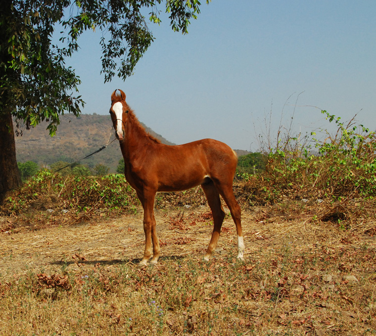 Caballo Marwari