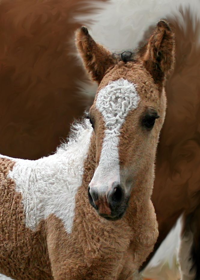 Caballo Rizado