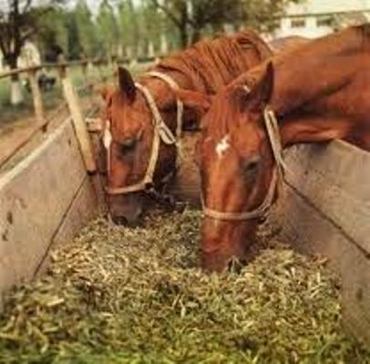 Lo que come el caballo peruano