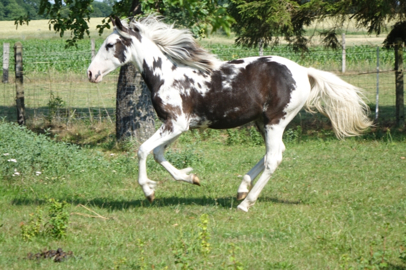Algalope