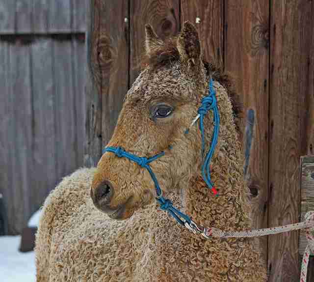 Caballo rizado