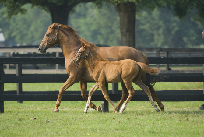 Como entrenar caballos