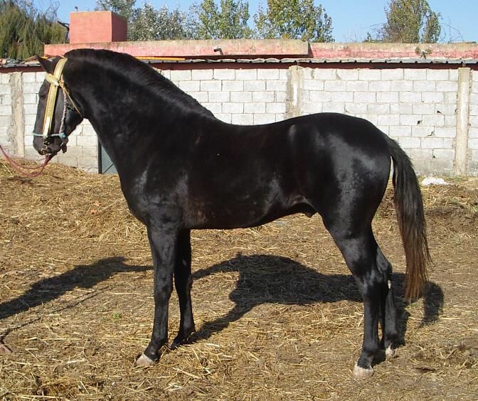Caballo Bereber