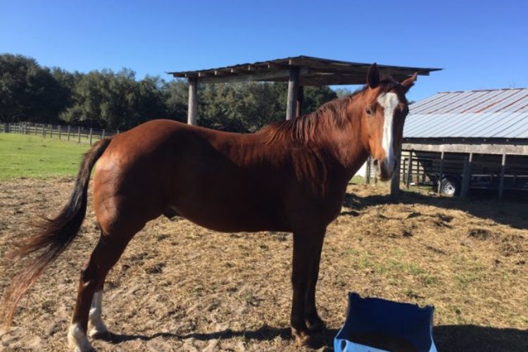 American paint horse