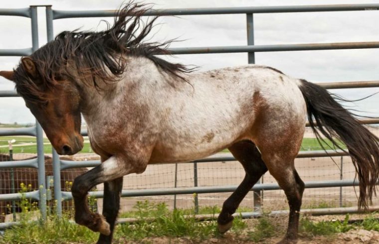 Caballo Bereber