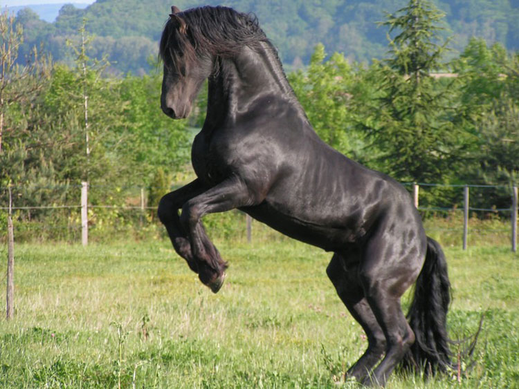 Frisón caballo
