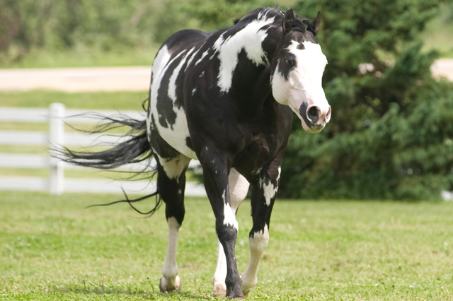 El Paint Horse
