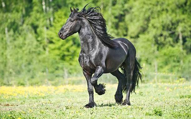 Frisón caballo
