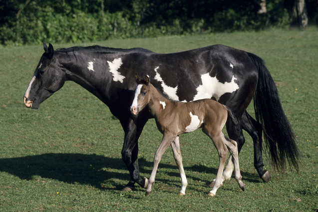 American paint horse