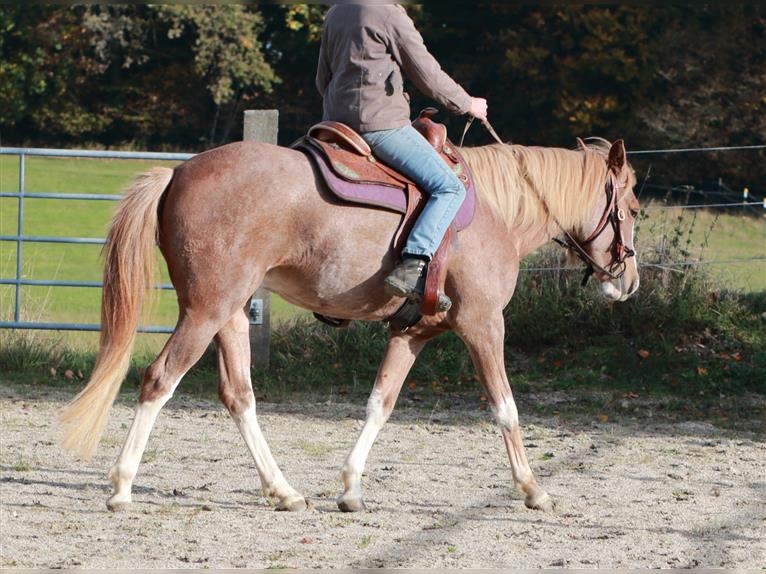 Caballo Bereber