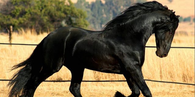 Frisón caballo