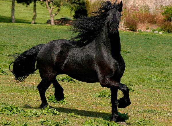 Caballos frisones