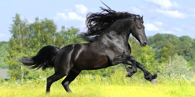 Caballos frisones