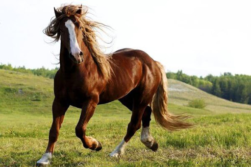 Caballo Bereber