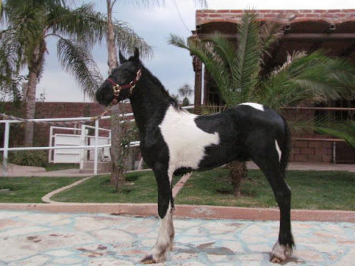 Potro Frisón