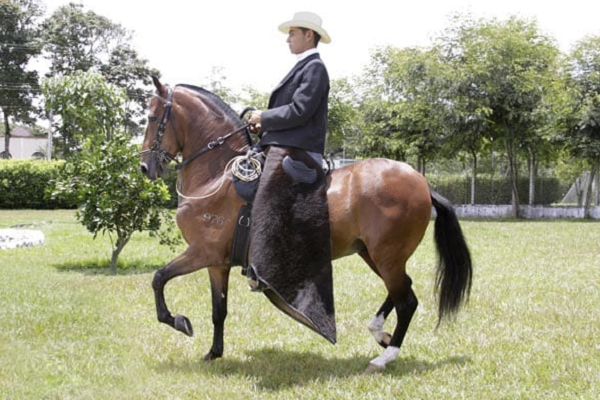 Cuánto vale un caballo paso fino colombiano