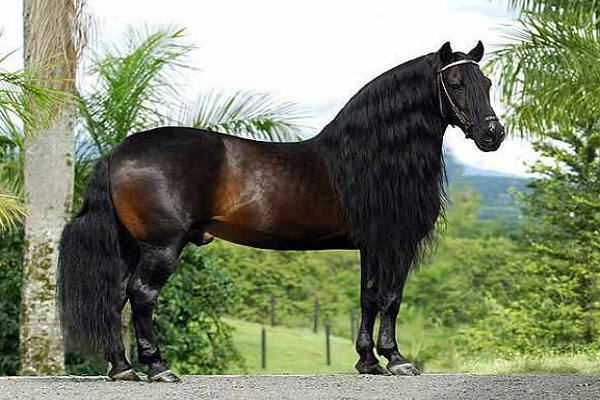 Hermoso y distinguido lusitano 