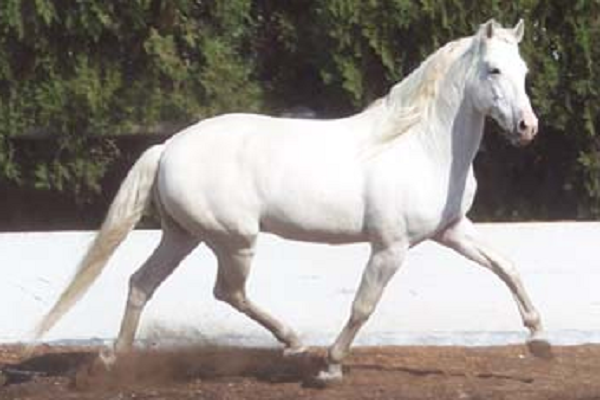 blanco y hermoso caballo andaluz 