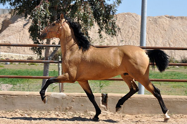 Caballos en entrenamiento