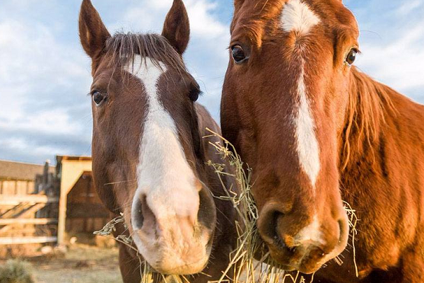 ¿Qué comida les hace daño a los caballos?