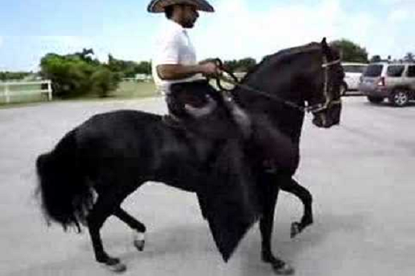 Raza de caballo paso fino colombiano