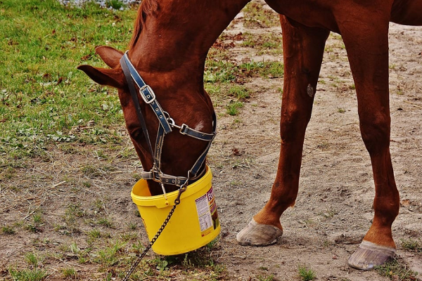 Caballo comiendo avena 