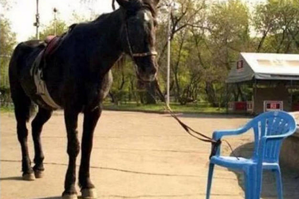 Donde se bebe atar un caballo 