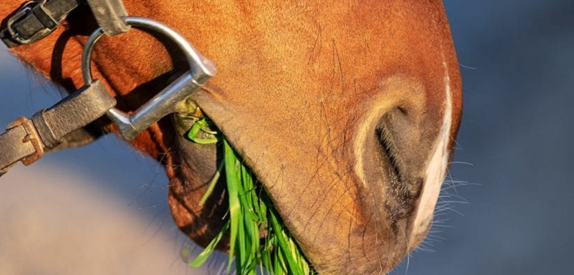 Energizantes para caballos de carrera