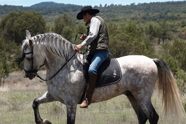 Razas de caballos más comunes