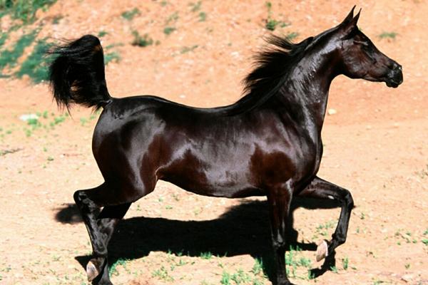 Razas de caballos más comunes