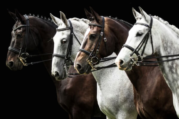 Razas de caballos más comunes
