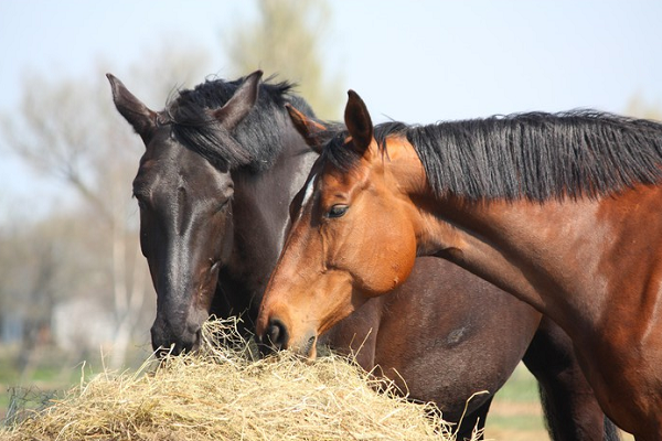  Caballos felices