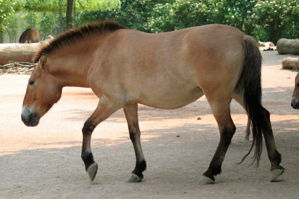 Caballo con temperamento activo