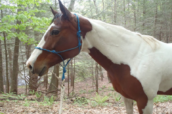 Caballos brumby