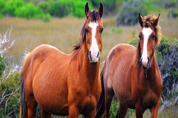 Caballos brumby