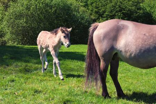 Caballos salvajes