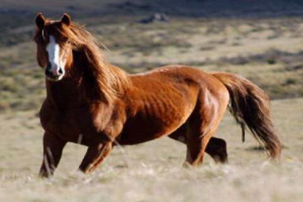 Caballos brumby